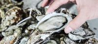 frozen Pacific Oysters ready for sale