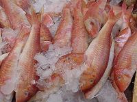 Fresh and Frozen Red Mullet