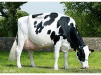 Sell Pregnant Holstein Heifers, BOER GOATS, Sheep