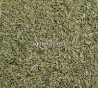 organic fennel seeds 2015