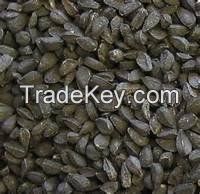 Nigella Seed