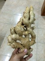 Ginger Root Wholesale