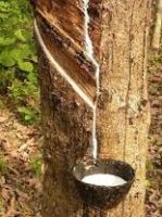 Natural Rubber