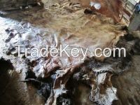 Dry / Wet Salted Donkey Hides
