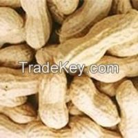 Peanuts/groundnuts exporters