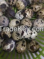 Canned quail eggs in water