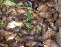 Live, Frozen, Dried Giant African Snails and Oil