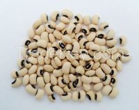 Black Eye Bean (Peru)