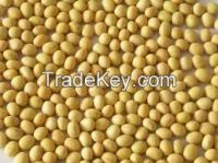 Non Gmo Soybeans