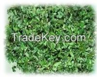 Moringa Leaves