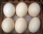 Ostrich Eggs