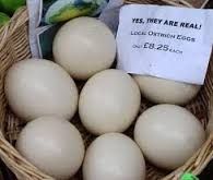 Macaw Parrot Eggs for Sale