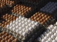 Fresh Table Eggs