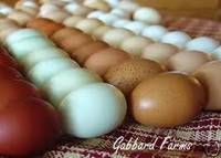 100 % Fresh Parrot Eggs, Ostrich Eggs, Chicken Eggs, Quail Eggs, Crocodile Eggs, Eagle Eggs