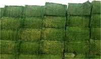 We Supply Alfalfa Hay Bale Grade A in Large and Small Quantity