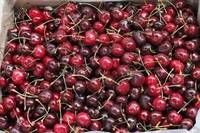 Fresh Cherry Fruit