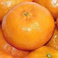 Fresh Citrus Fruits, Valencia and Navel Orange Wholesale Prices