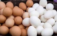 Fresh Brown and White Table Eggs