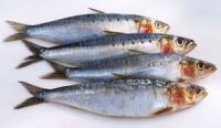 Fresh frozen sardine fish sardine bait for sale New arrival