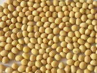 NON-GMO Soybean