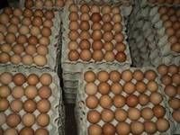 Fertile Hatching Chicken Egg/Fresh Chicken Table Eggs