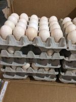 Organic Fresh Chicken Table Eggs & Fertilized Hatching Eggs