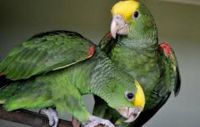 Parrots, Fertile Eggs, Exotic Birds, Parrots, Africa Grey, Broiler Hatching Eggs Cobb 500 and 308