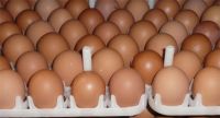 Buy Broiler Hatching Eggs