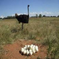 fresh fertile ostrich eggs for sale