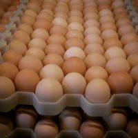 Fresh White & Brown Chicken Eggs (Fresh Table Eggs)