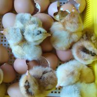cheap price Broiler Hatching eggs(Cobb500 and Ross 308) Fertile Hatching Eggs.