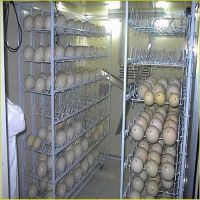 Best Quality Organic Fresh Chicken Table Eggs & Fertilized Hatching Eggs at affordable prices