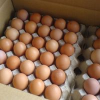 Broiler Hatching eggs