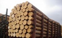 WHITE PINE WOOD LOG FOR SALES