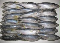 Wholesale Frozen Horse Mackerel Fish