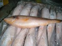 Wholesale iqf frozen yellow croaker fish seafood
