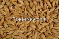 BEST QUALITY NAKED BARLEY FOR SALE
