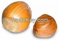 Hazelnut  for sale in South Africa