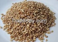 ORGANIC HULLED BARLEY FOR SALE.