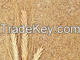Wheat germ for sale
