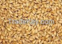 Grade 1 whole barley for sale