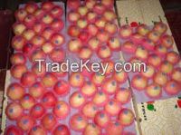 FRESH ROYAL GALA APPLES