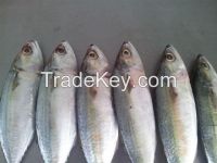 FROZEN INDIAN MACKEREL WHOLE ROUND