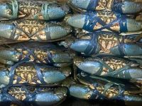 Live Mud Crab