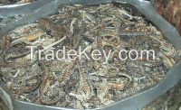 Quality Dried SeaHorse From Thailand