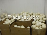Fertilized Ostrich Eggs/ Ostrich Feathers