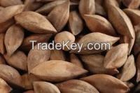 Pili Nuts/Greek Nuts/Shea Nuts