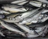 Horse Mackerel / Fresh Frozen Mackerel fish 400-600g, Sardine fish