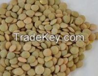 red lentil and Green lentil (organic) for sale