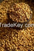 Corriander Seed, Fennel Seed, CHILLI, ANNATTO SEEDS, ONION, seeds
